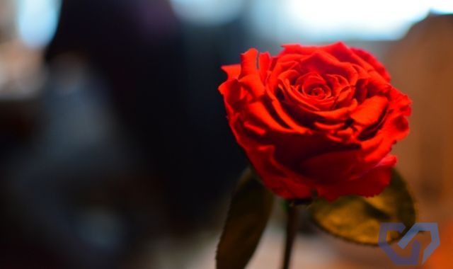 推しホストの気持ちは本気？言葉の真偽は調査でわかる！