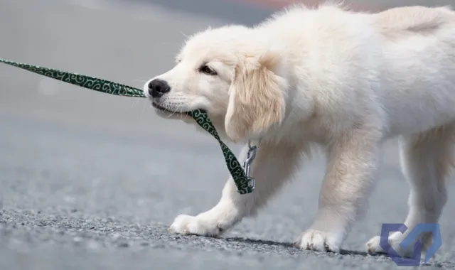 日常の楽しみを取り戻す